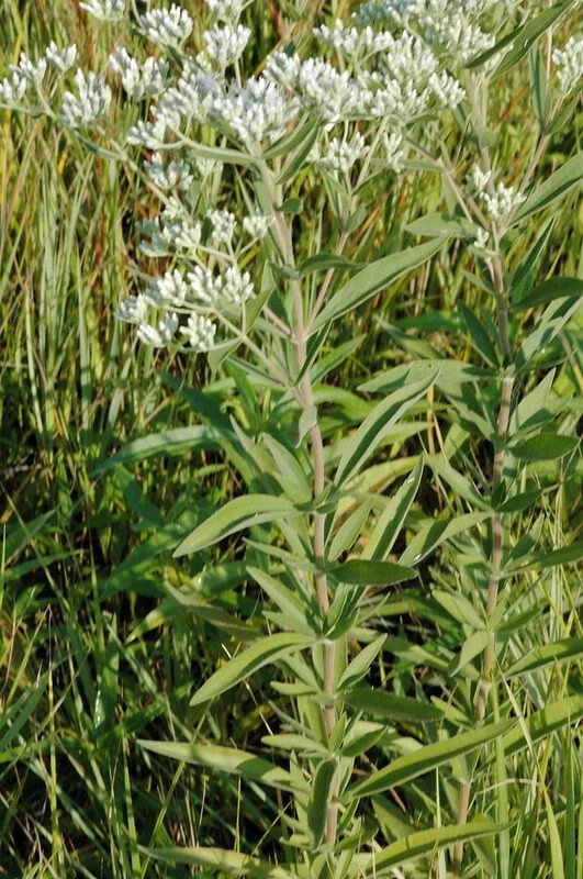 tall-boneset-eupatorium-altissimum.jpg