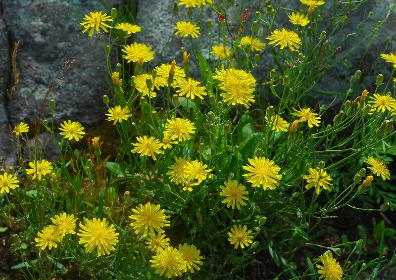 kalm's-hawkweed-hieracium-kalmii.jpg