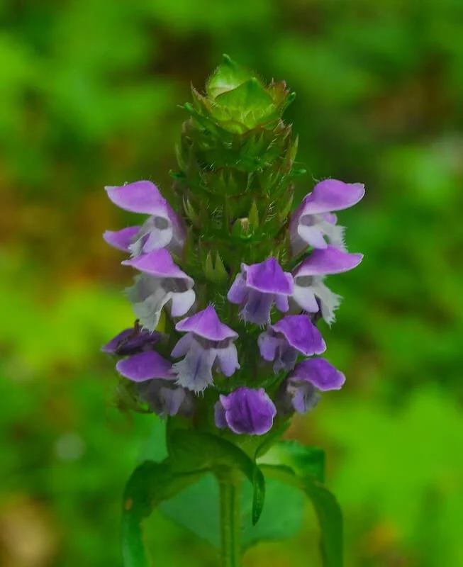 self-heal-prunella-vulgaris.jpg