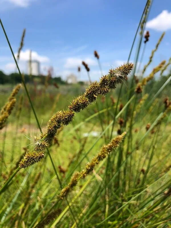 brown-fox-sedge-carex-vulpinoidea.jpg