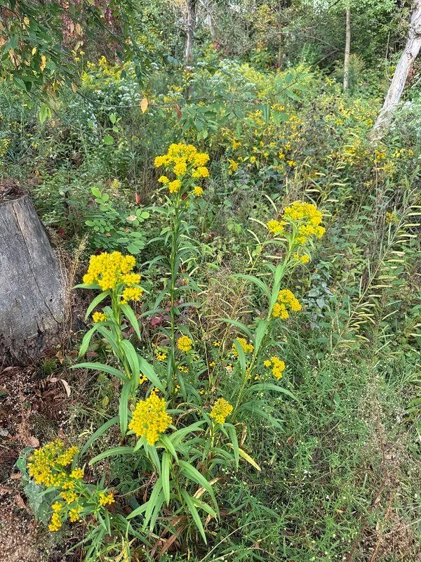 Riddell’s Goldenrod (Oligoneuron riddellii)