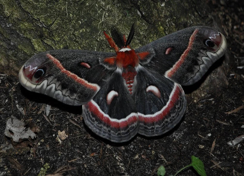 Cecropia Moth — Wild Cherry Farm
