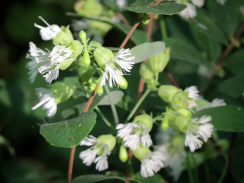 starry-campion-silene-stellata.jpg