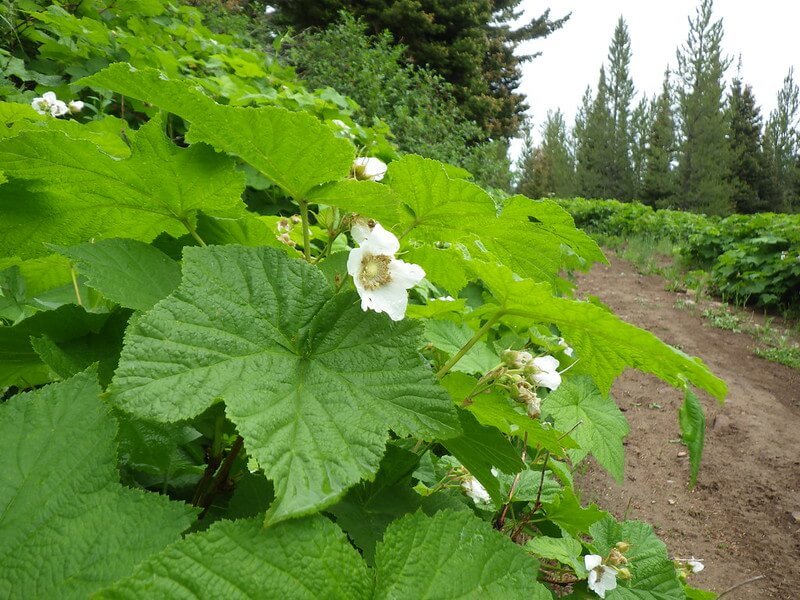 Thimbleberry -- Rubus parviflorus Wild Cherry Farm