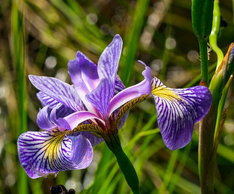 Blue Flag Iris (Iris virginica)