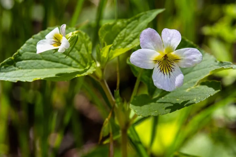 canada-violet-viola-canadensis.jpg