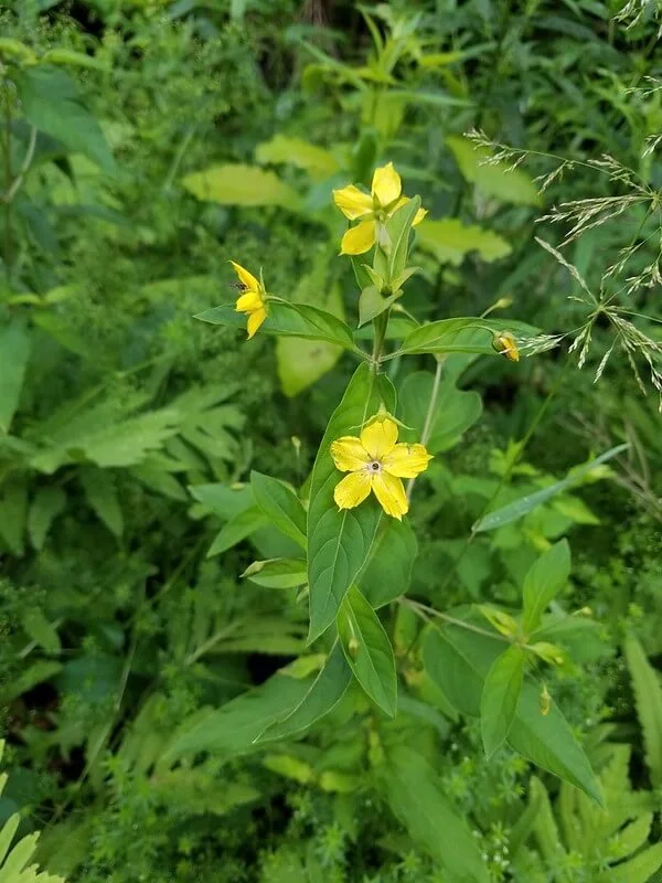 fringed-loosestrife-lysimachia-ciliata.jpg