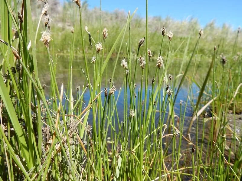 common-spikerush-eleocharis-palustris.jpg