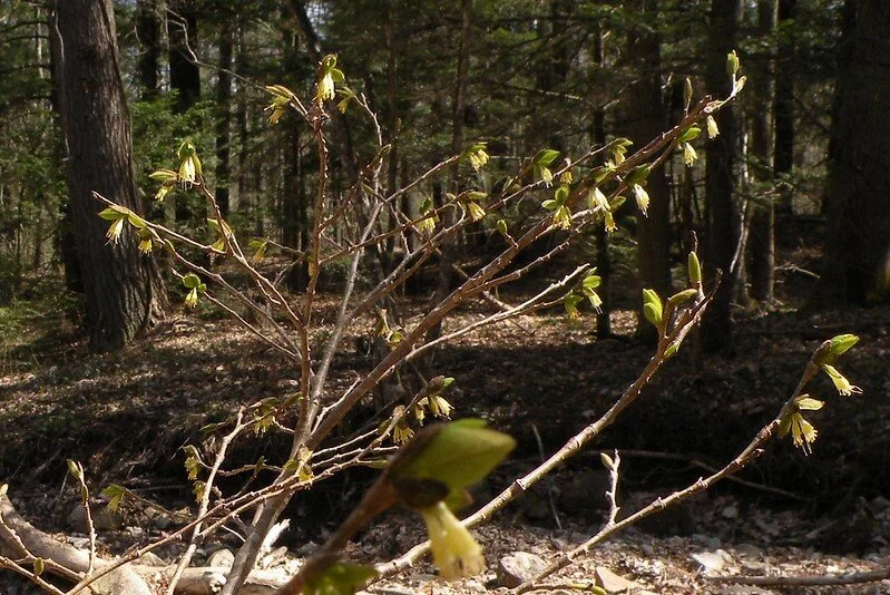 leatherwood-dirca-palustris.jpg