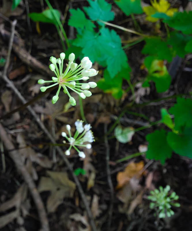 wild-leek-allium-tricoccum-1.jpg