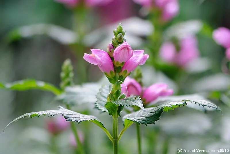 pink-turtlehead-chelone-obliqua.jpg