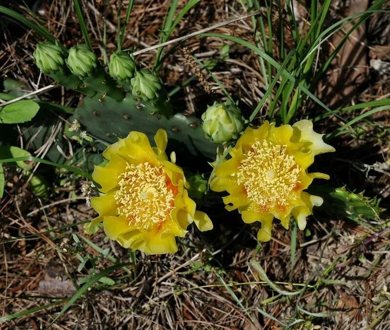 eastern-prickly-pear-cactus-opuntia-cespitosa.jpg