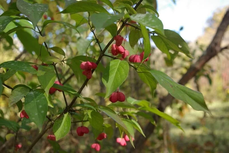Eastern Wahoo (Euonymus atropurpureus)
