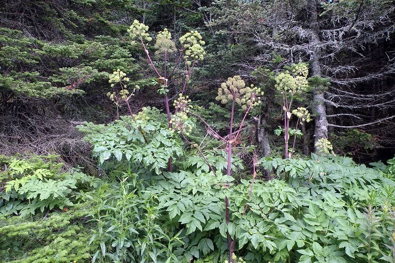 great-angelica-angelicaatropurpurea.jpg