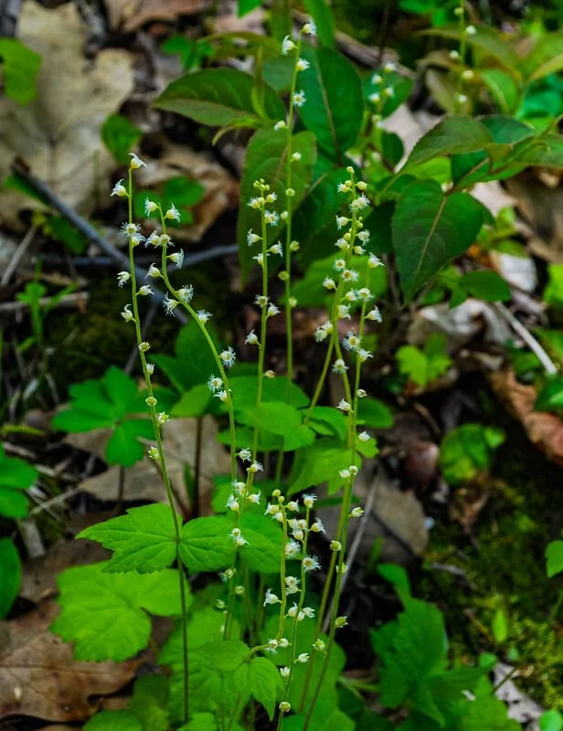 Bishop’s Cap (Mitella diphylla)
