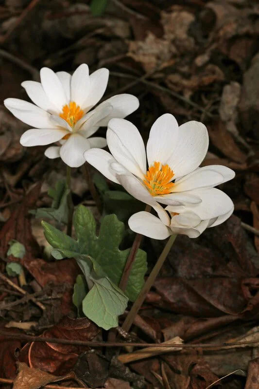bloodroot-sanguinaria-canadensis.jpg