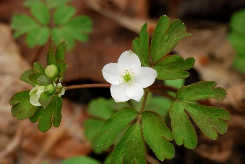 false-rue-anemone-enemion-biternatum.jpg