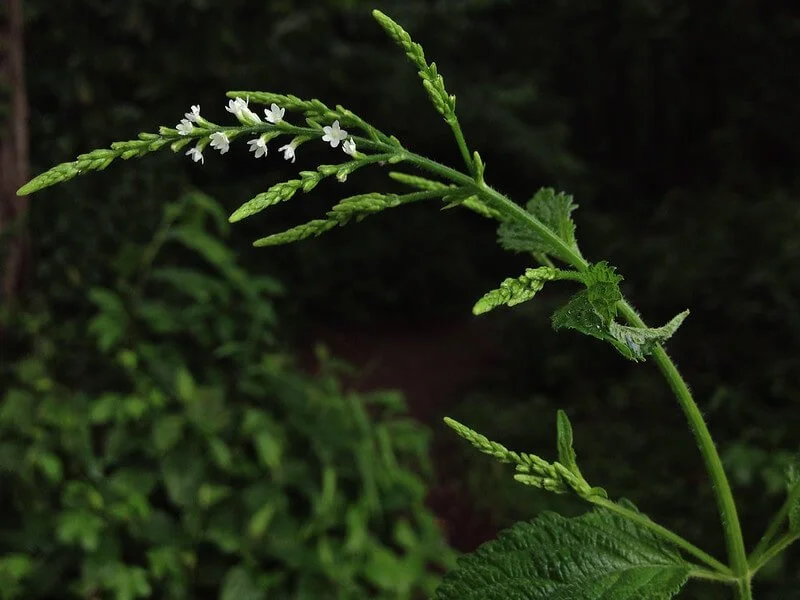White Vervain -- Verbena urticifolia at Wild Cherry Farm
