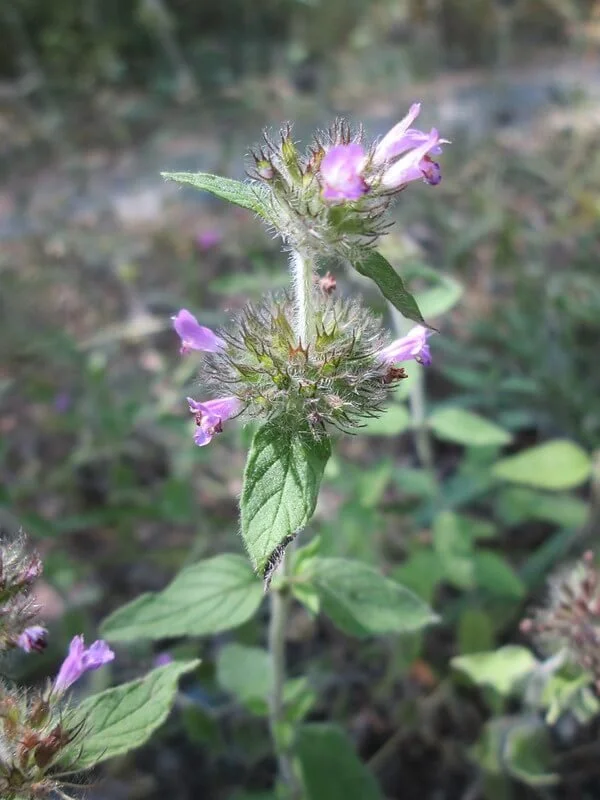 wild-basil-clinopodium-vulgare.jpg