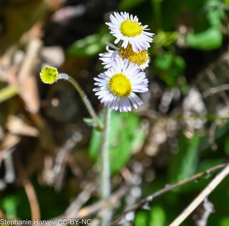 Robin's Plantain (Erigeron pulchellus)