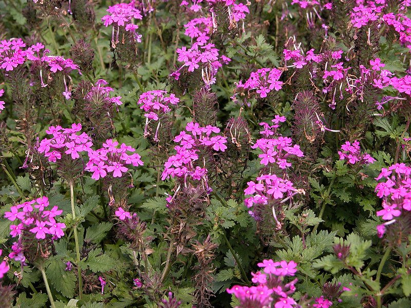 Rose Vervain -- Glandularia canadensis Wild Cherry Farm