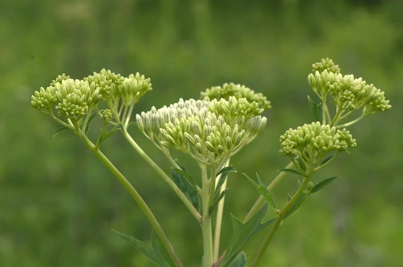 Pale Indian Plantain (Arnoglossum atriplicifolium)