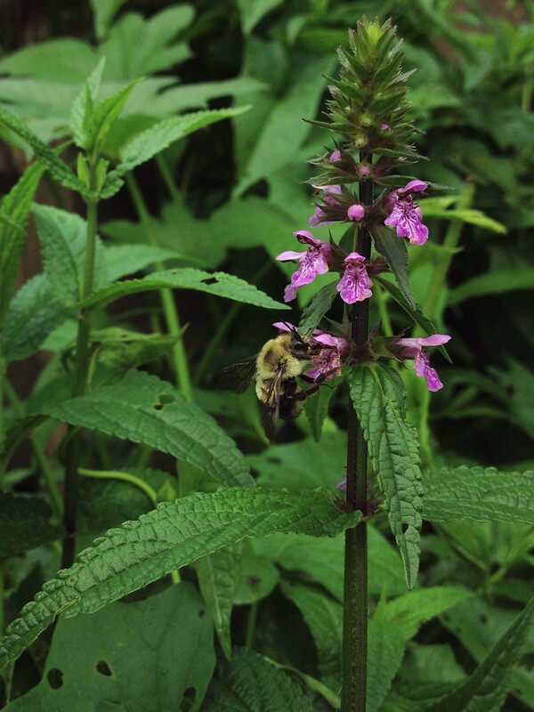 smooth-hedge-nettle-stachys-tenuifolia.jpg