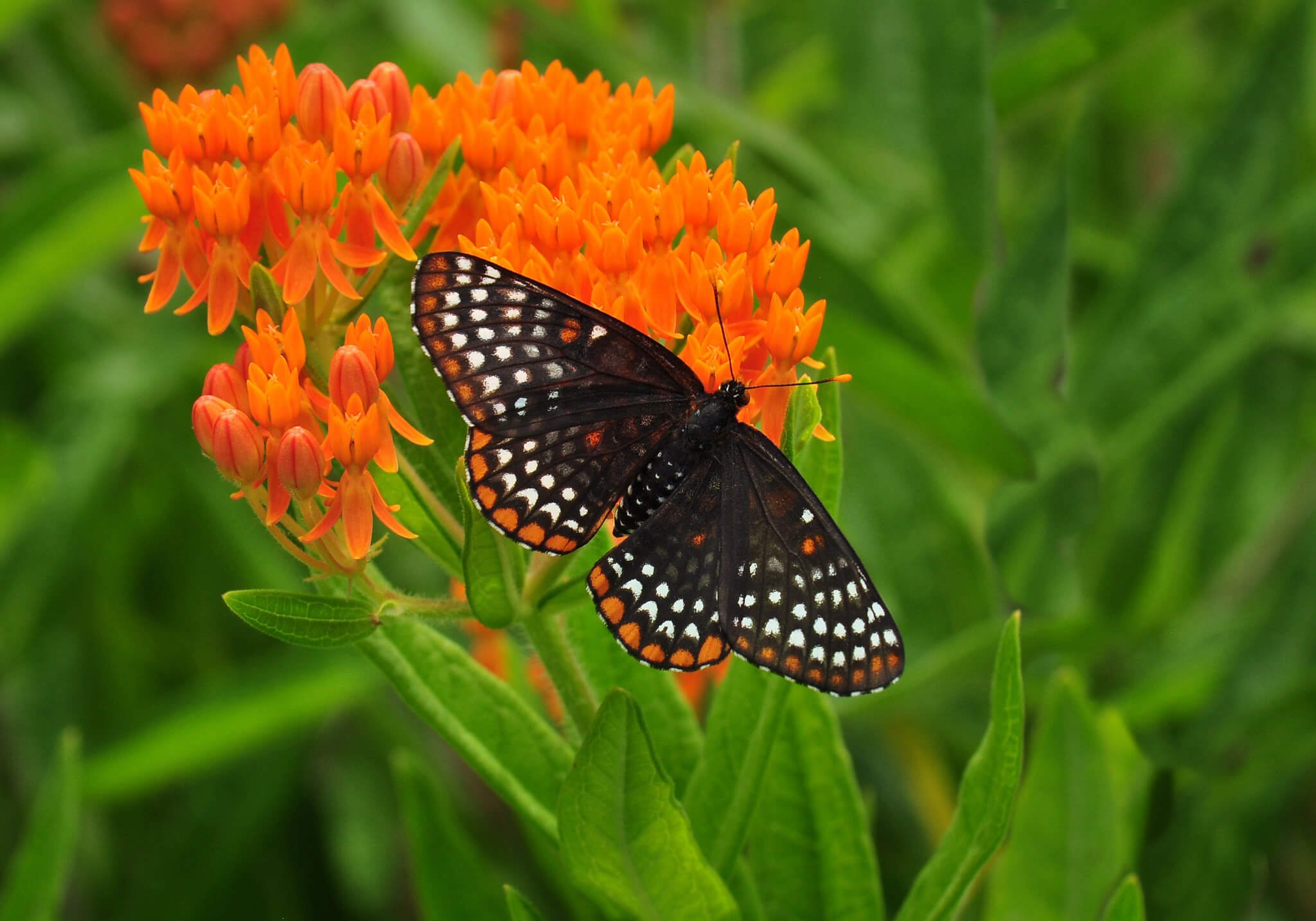 Baltimore Checkerspot Butterfly Wild Cherry Farm