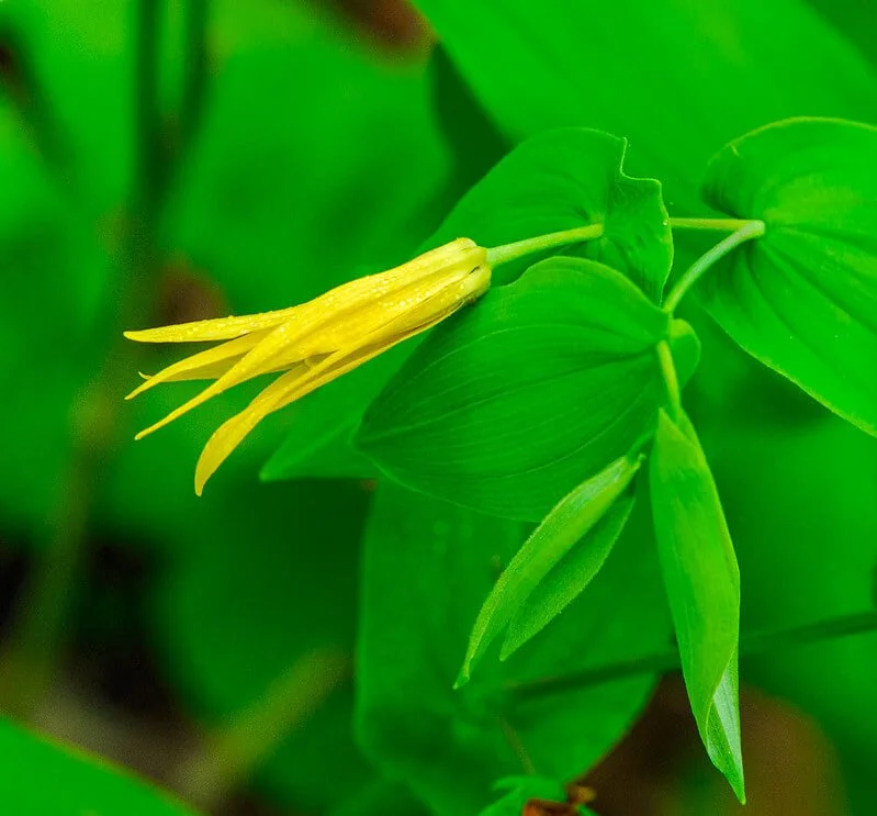 bellwort-uvularia-grandiflora.jpg