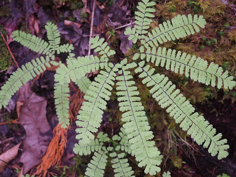 maidenhair-fern-adiantum-pedatum.jpg