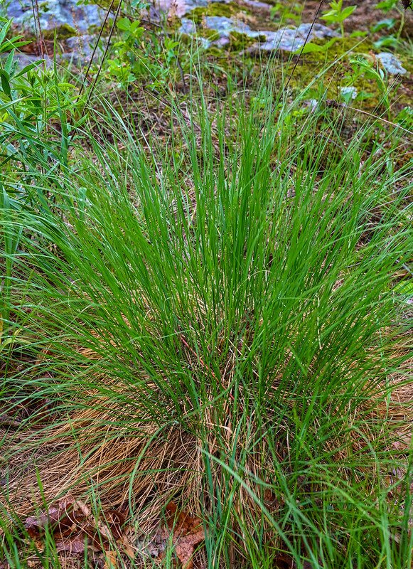 prairie-dropseed-sporobolus-heterolepis.jpg