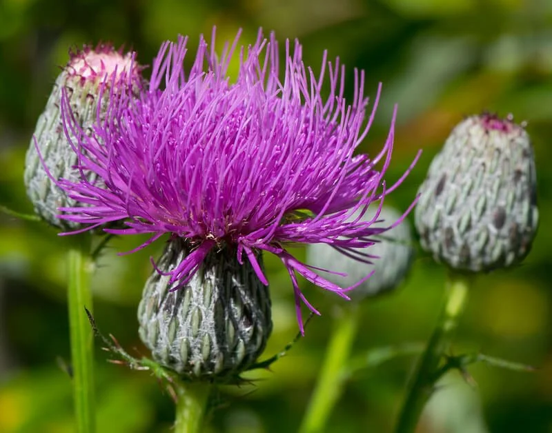 swamp-histle-cirsium-muticum.jpg