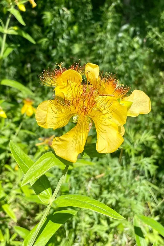 giant-st-johns-wort-hypericum-ascyron.jpg