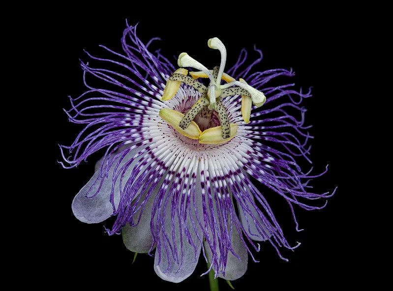 purple-passion-flower-passiflora-incarnata.jpg