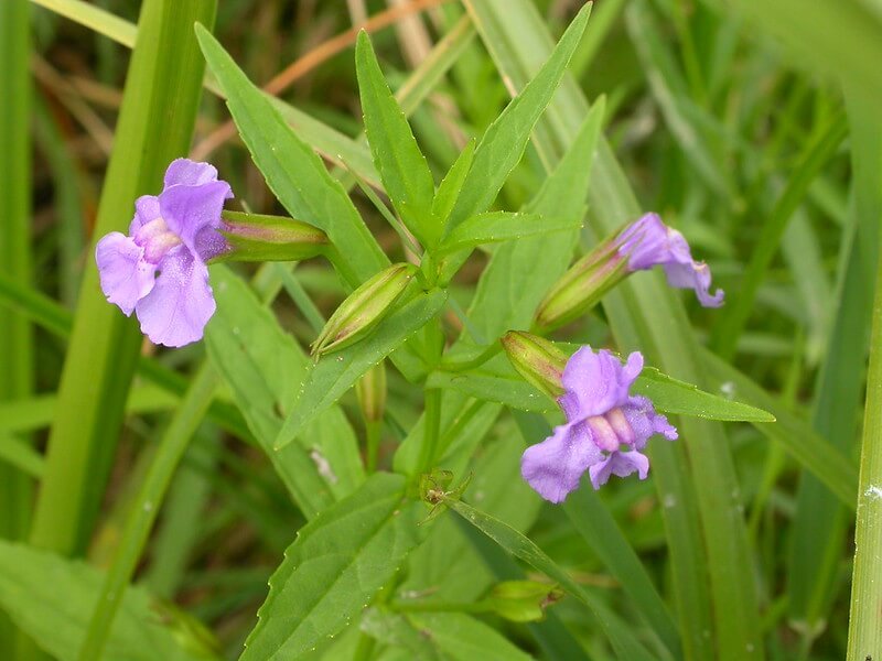 Monkey Flower -- Mimulus ringens at Wild Cherry Farm