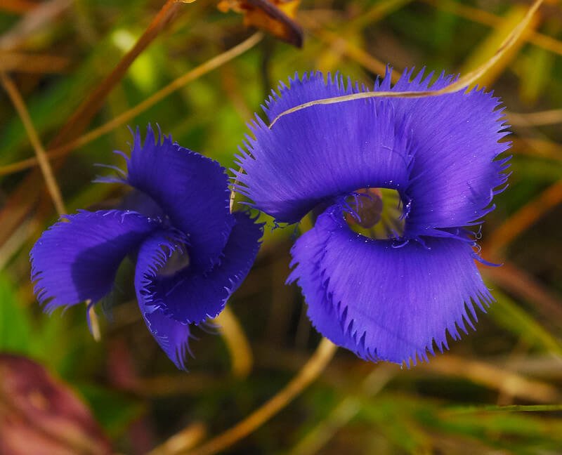 Fringed Gentian -- Gentianopsis crinita Wild Cherry Farm