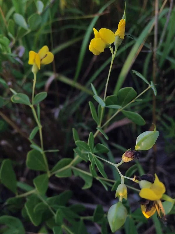 Small Yellow Wild Indigo -- Baptisia tinctoria at Wild Cherry Farm
