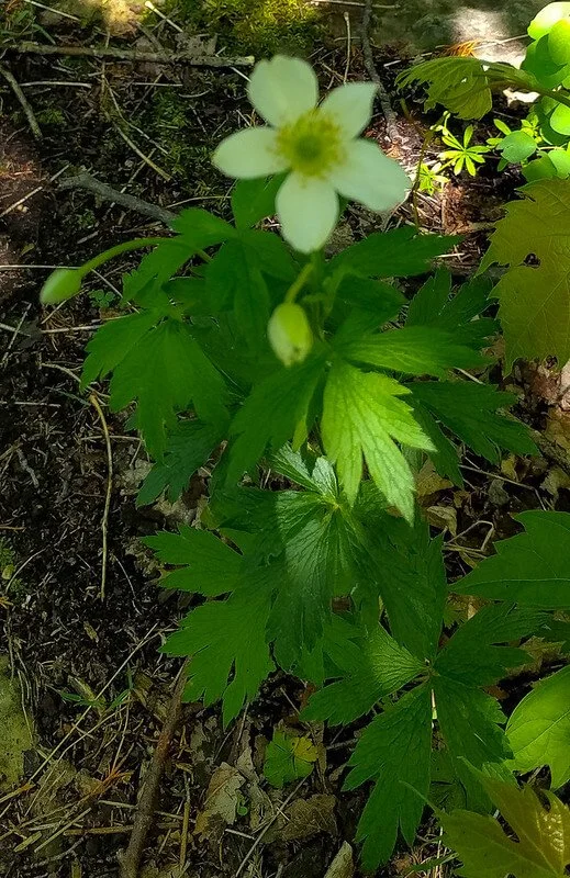 thimbleweed-anemone-cylindrica.jpg