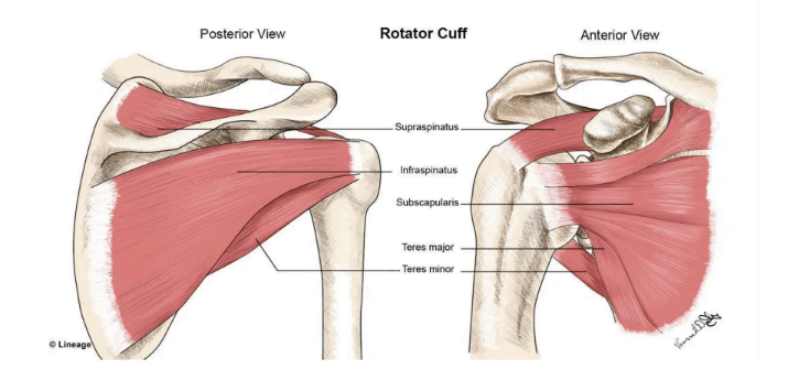 Rotator Cuff