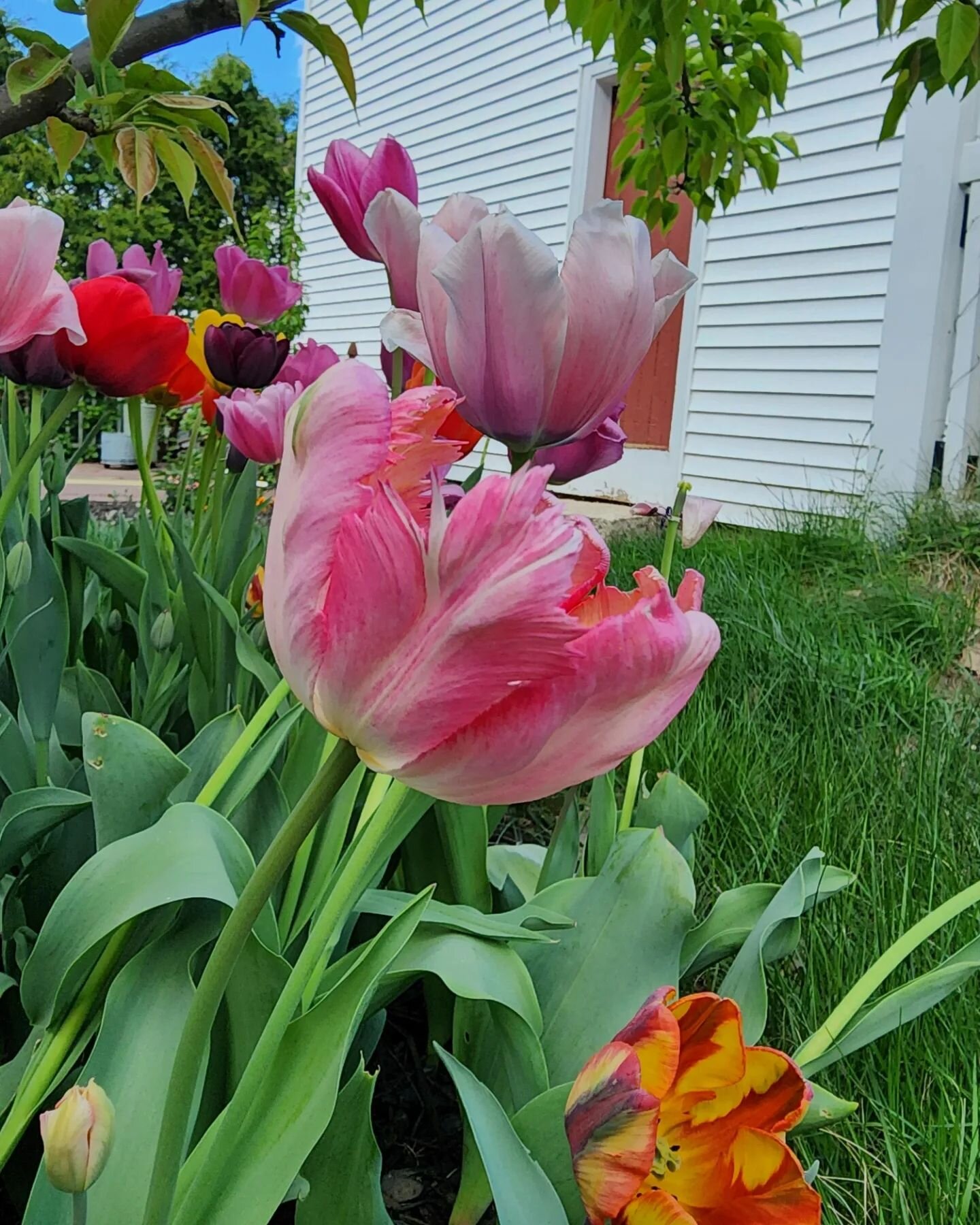 Garden photo dump! 🌷🌸

&bull;

&bull;

&bull;

&bull;

&bull;

#newhampshire #newengland #roadtrip #travelgoals #goals #travels #travel #travelgram #travellife #wander #explore #experience #digitalnomad #remote #subculture #garden #spring #travelbl