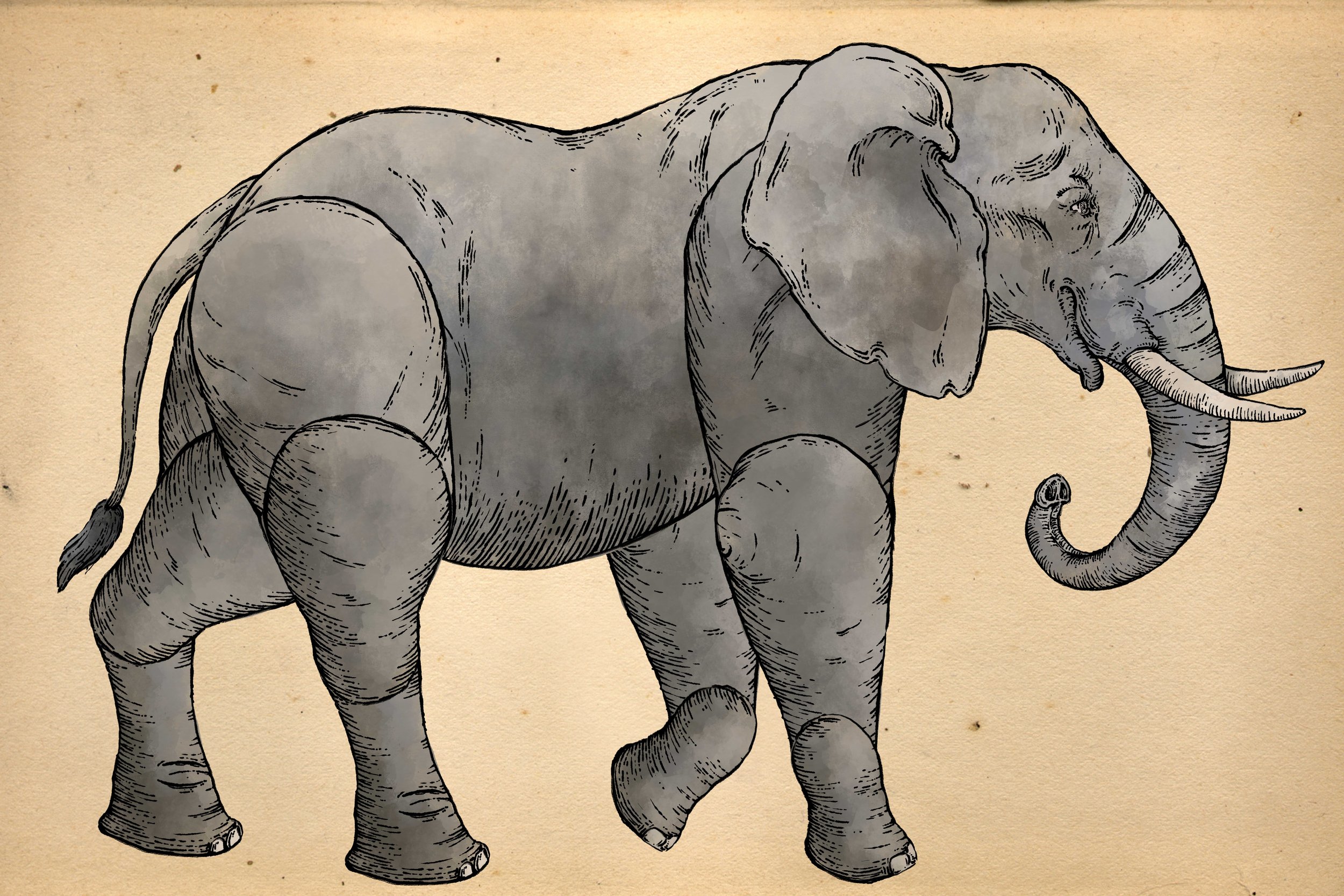 MXP_SQ06_FR01_ELEPHANT-ref.jpg