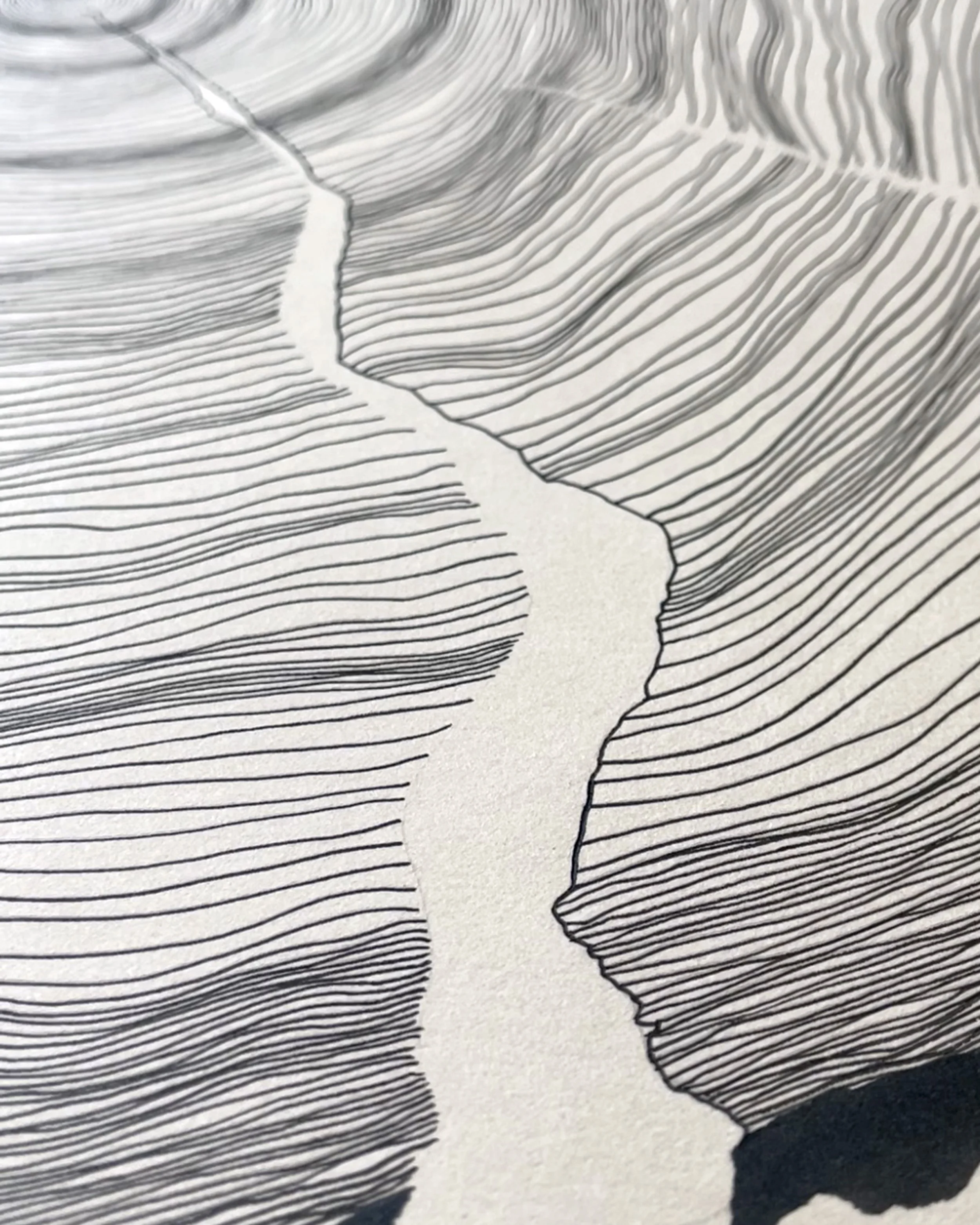 Tree Rings 2 copy.jpg