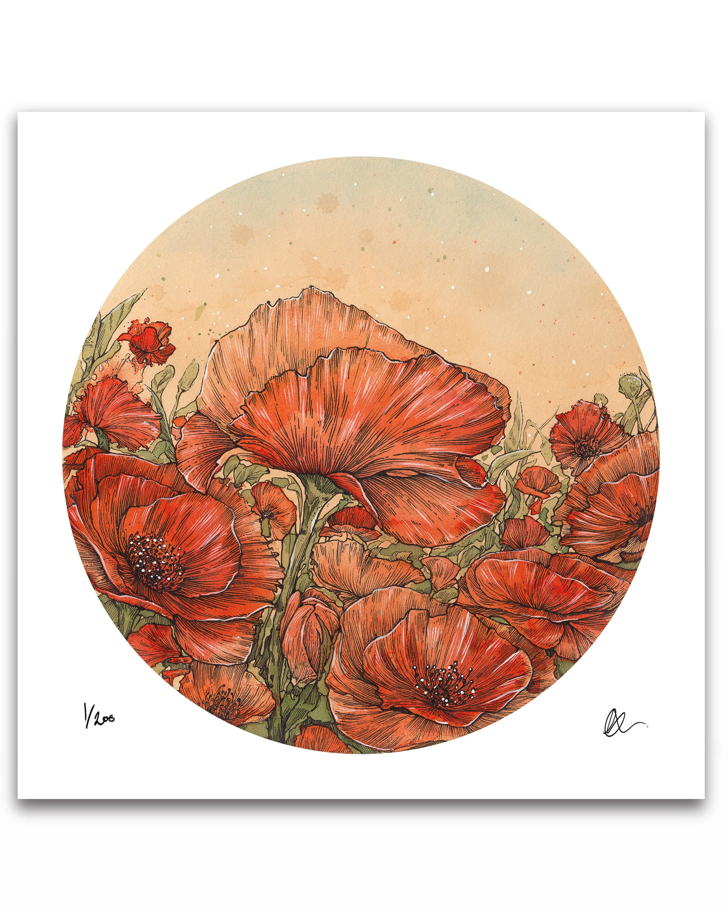 Poppies 001.jpg