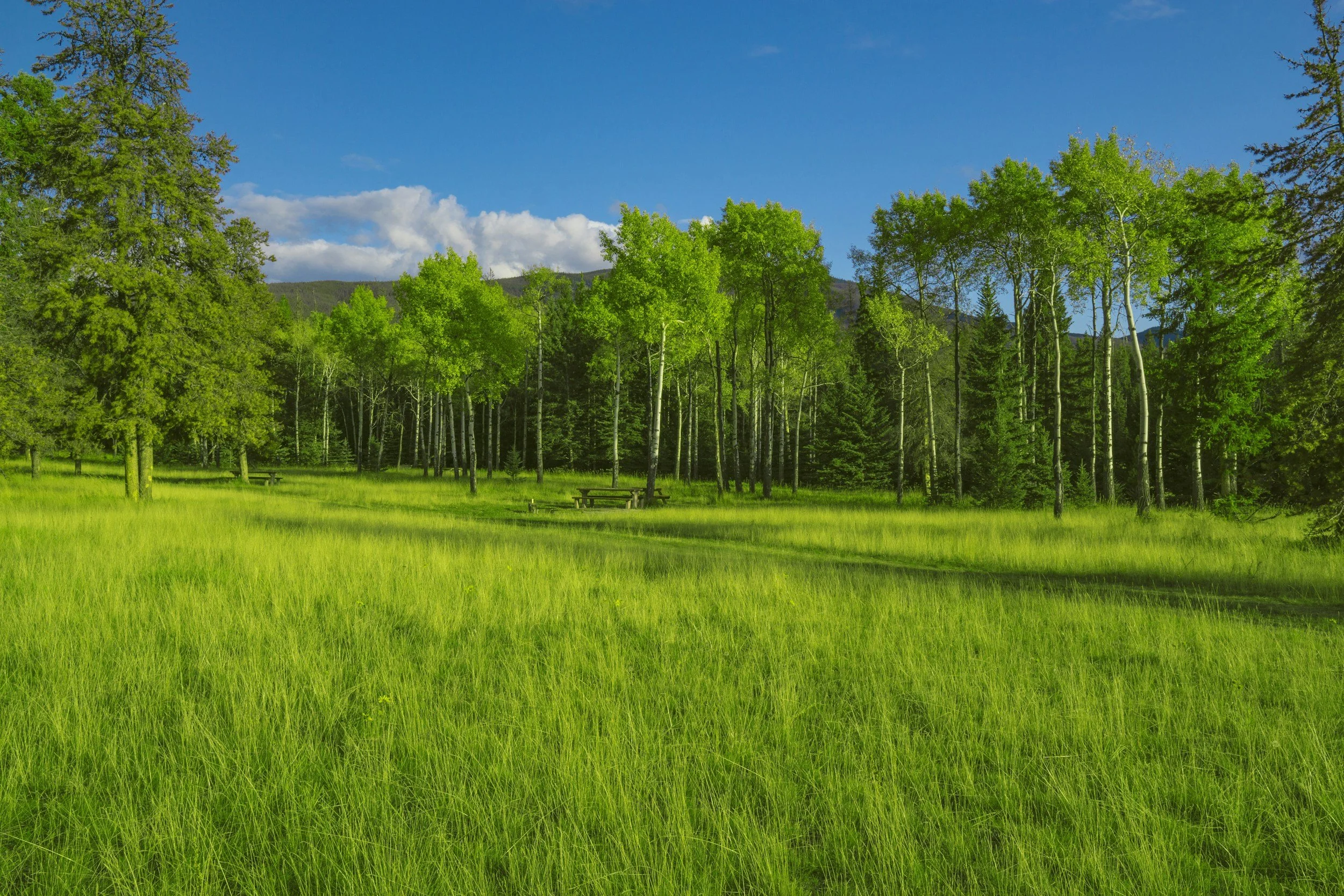 Comfort foods for the soul (19): Green grass and tall trees so calming