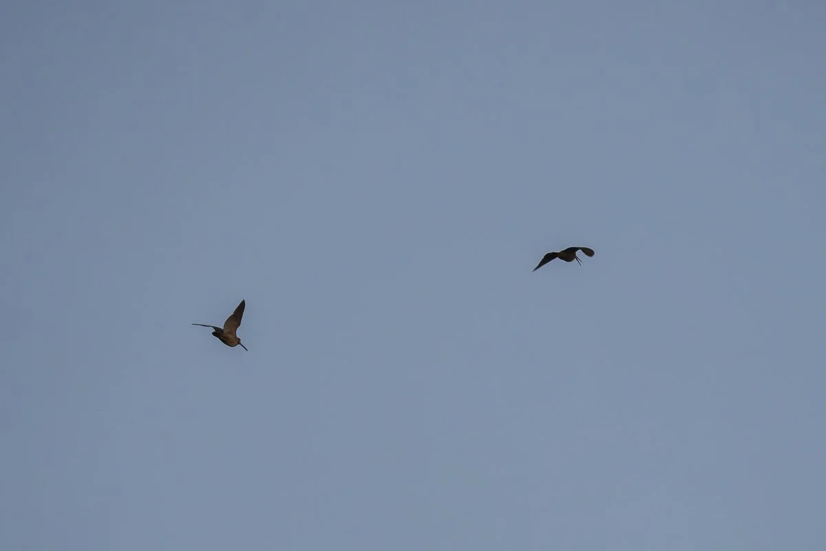 Eurasian Woodcock flying at dusk over the Saimaa region.