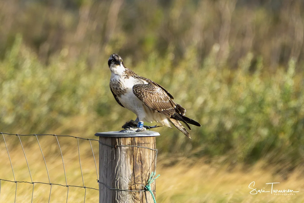 Rare Encounters on Icelandic Shores