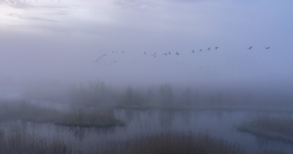 Waiting for the Fog to Lift