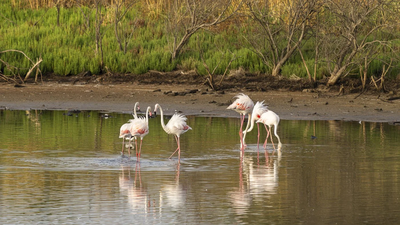 Flamingos at Sunrise