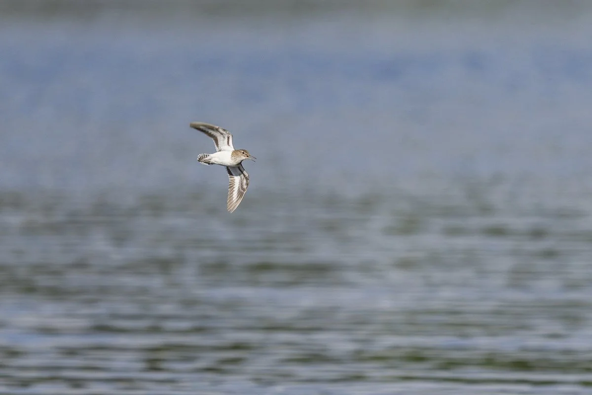 Common Sandpiper flying over Saimaa lake in Finland.