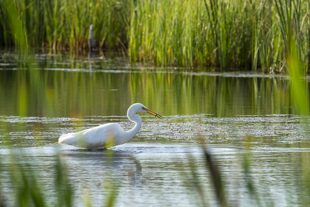 Great Egret standing in shallow water with a small fish in its beak at Siikalahti